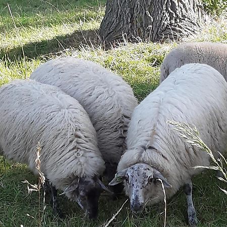Tuinhuis Lutjewinkel Esterno foto
