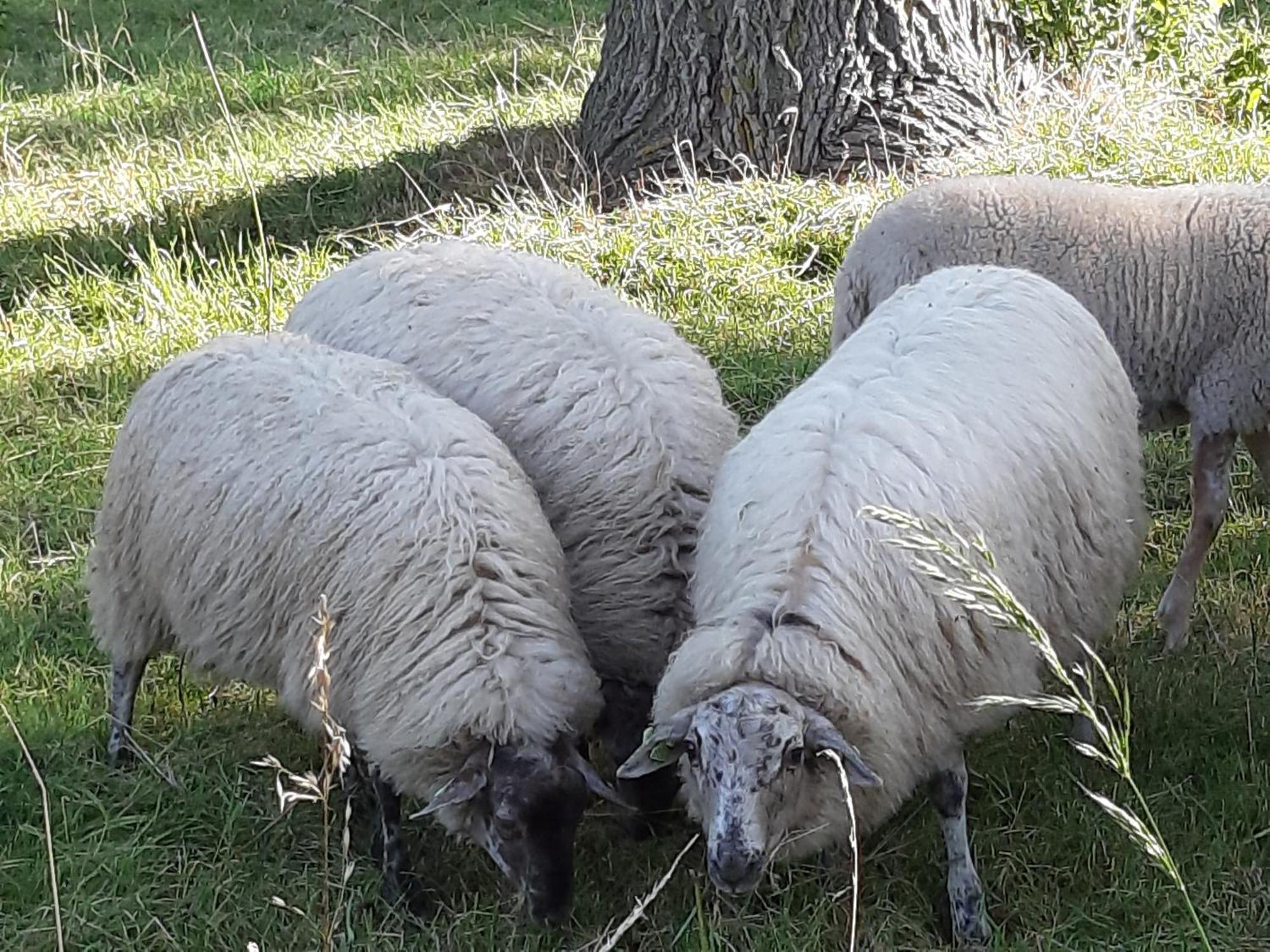 Tuinhuis Lutjewinkel Esterno foto